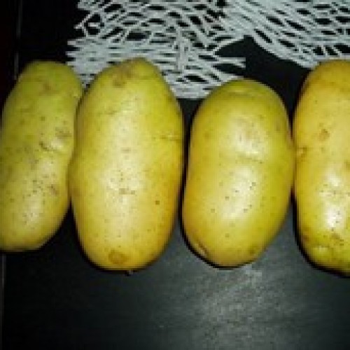 Fresh potato